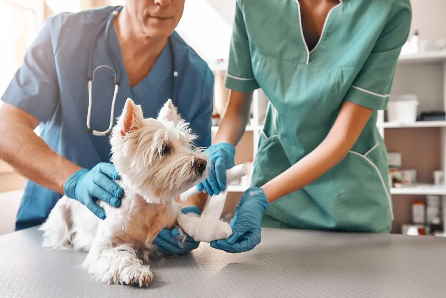 Anuncios Publicitarios de Veterinarias: La Guía Definitiva para Atraer Clientes - Cómo aumentar las ventas en veterinaria anuncios publicitarios de veterinarias - Cómo aumentar las ventas en veterinaria