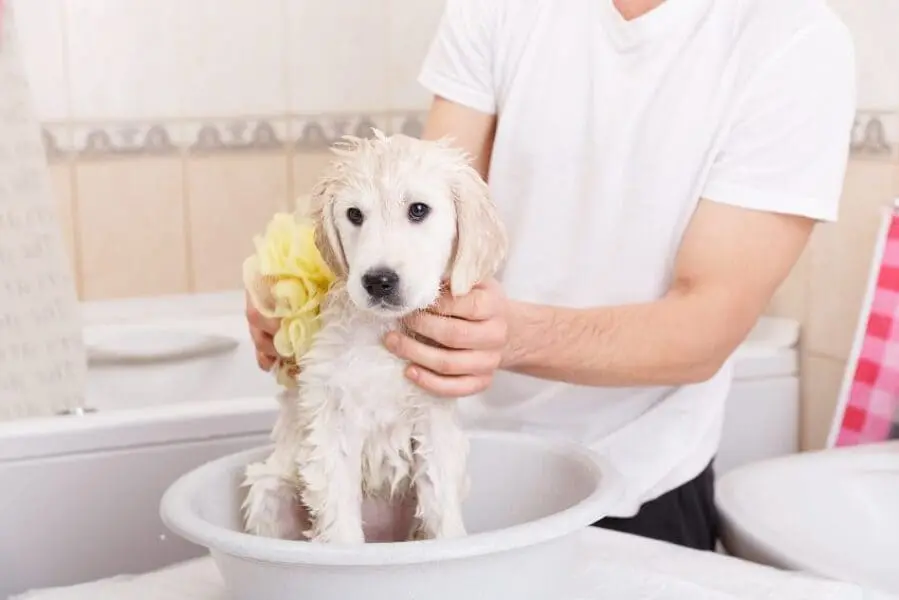 Anuncios de Champú para Perros: Guía Definitiva para un Manto Saludable - Cómo bañar a un perro si no tengo champú anuncios de shampoo para perros - Cómo bañar a un perro si no tengo champú