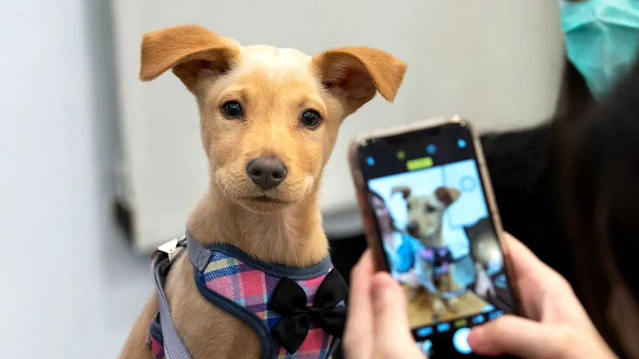 Anuncios Perros Gratis: Guía Completa para Adopción y Ayuda Veterinaria - Cómo conseguir un perro con la nueva ley anuncios perros gratis - Cómo conseguir un perro con la nueva ley