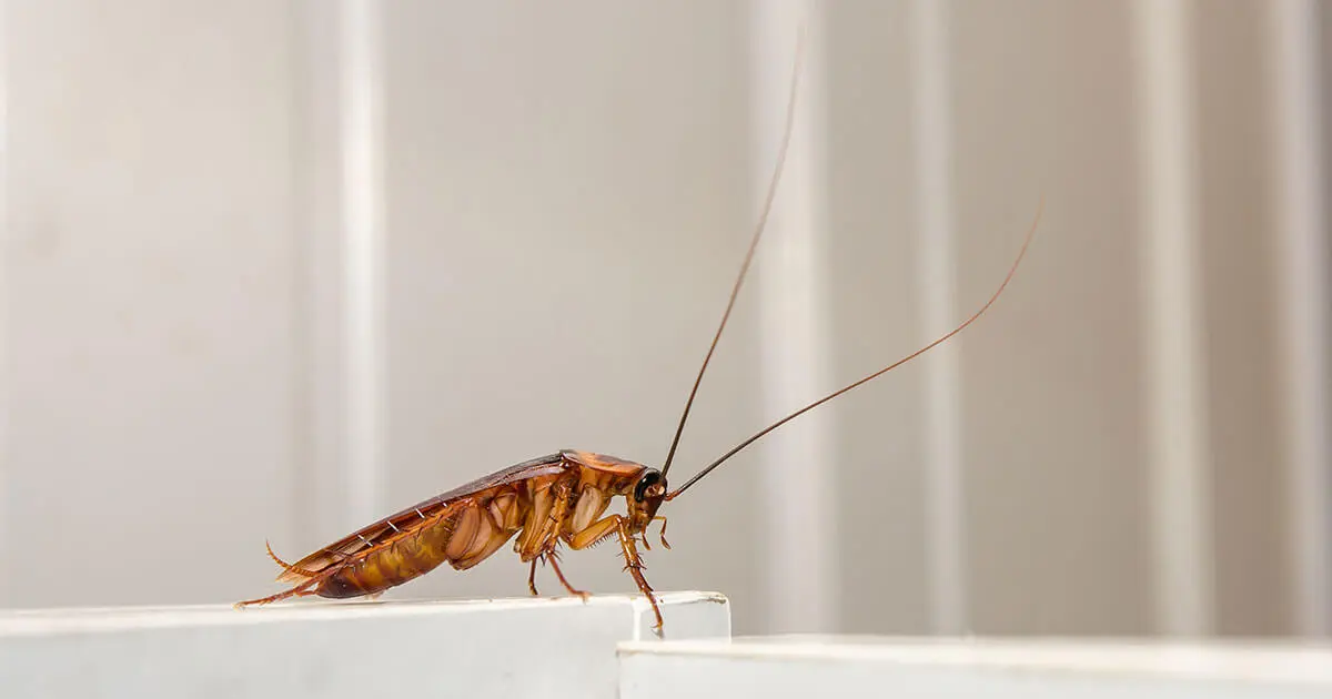 cucaracha publicidad - Cómo eliminar una plaga de cucarachas