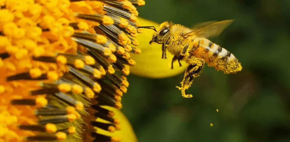 Frases publicitarias para miel de abeja: Atrapa clientes con palabras dulces - Cómo es el dicho de la abeja frases publicidad de miel de abeja - Cómo es el dicho de la abeja