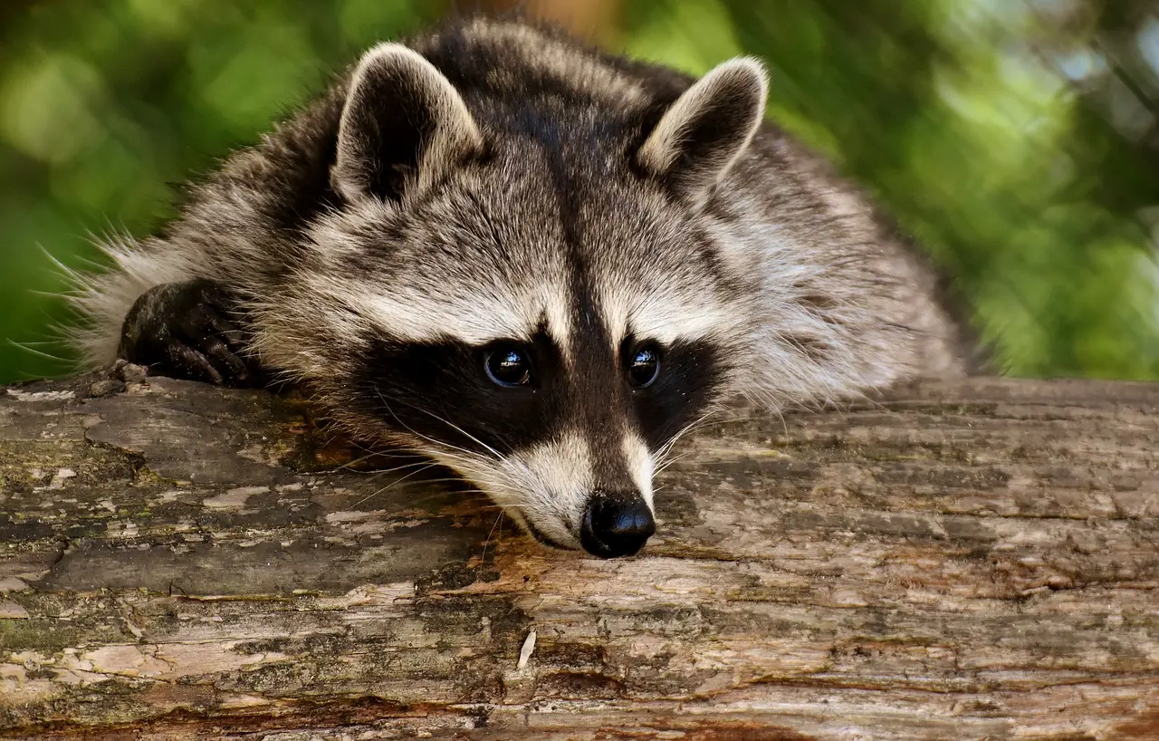 Anuncios contra la extinción de animales: Un llamado a la acción - Cómo evitar la extinción de animales en el Perú anuncios contra la extincion de animales - Cómo evitar la extinción de animales en el Perú