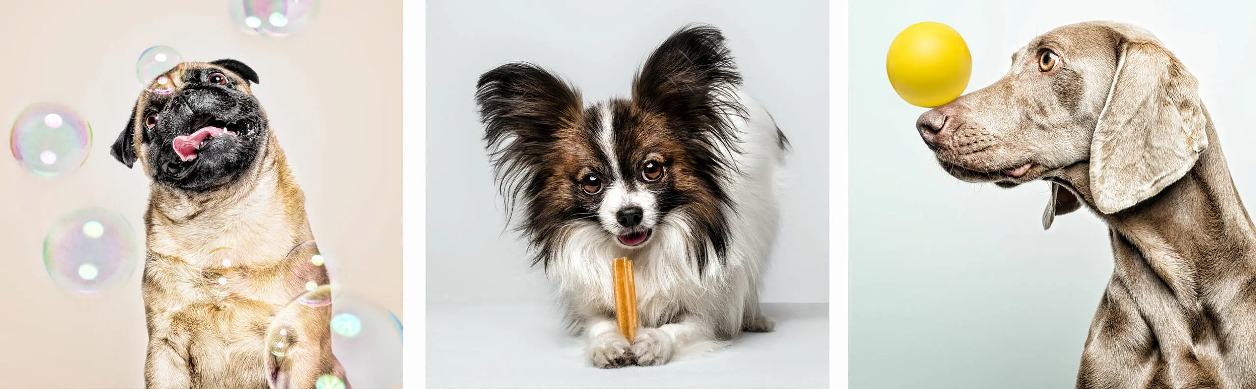 casting animales para publicidad - Cómo generar dinero con animales