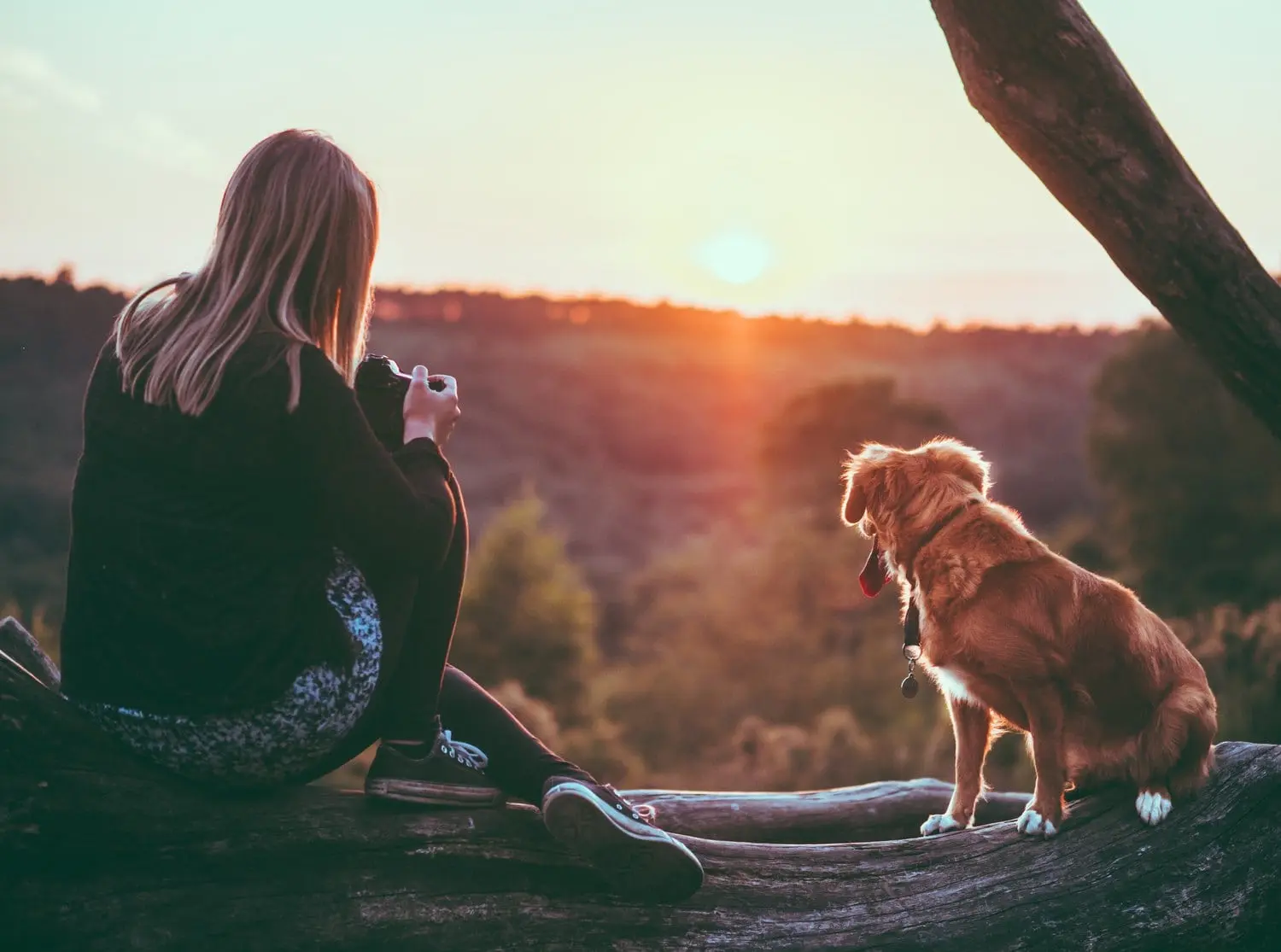 Mascotas Modelos para Publicidad: Guía Completa para el Éxito - Cómo hacer fotos de mascotas mascotas modelos para publicidad - Cómo hacer fotos de mascotas