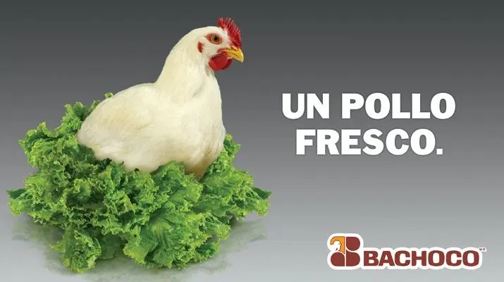 Publicidad de Venta de Pollo: Guía Definitiva para el Éxito - Cómo mantener el pollo fresco para la venta publicidad de venta de pollo - Cómo mantener el pollo fresco para la venta