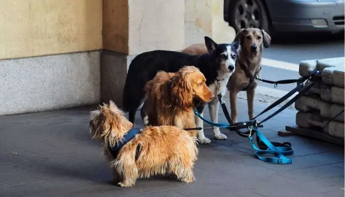 Publicidad para Tiendas de Mascotas: Guía Definitiva para el Éxito - Cómo poner un negocio de mascotas publicidad de tienda de mascotas - Cómo poner un negocio de mascotas