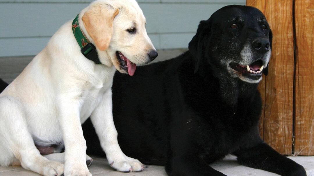 Cachorros, Mascotas y Animales en Argentina: Anuncios Gratis y Guía Completa - Cómo presentar a un perro con un cachorro cachorros mascotas animales argentina anuncios gratis - Cómo presentar a un perro con un cachorro