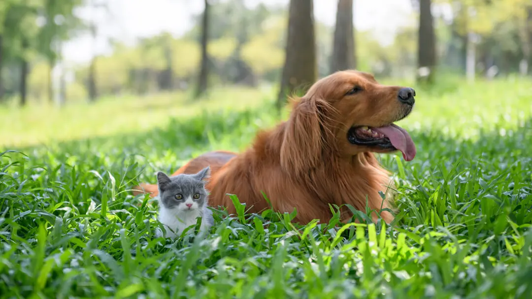 Casting de Gatos para Anuncios: Una Guía Completa - Cómo presentarle un gato a otro gato casting de gatos para anuncios - Cómo presentarle un gato a otro gato