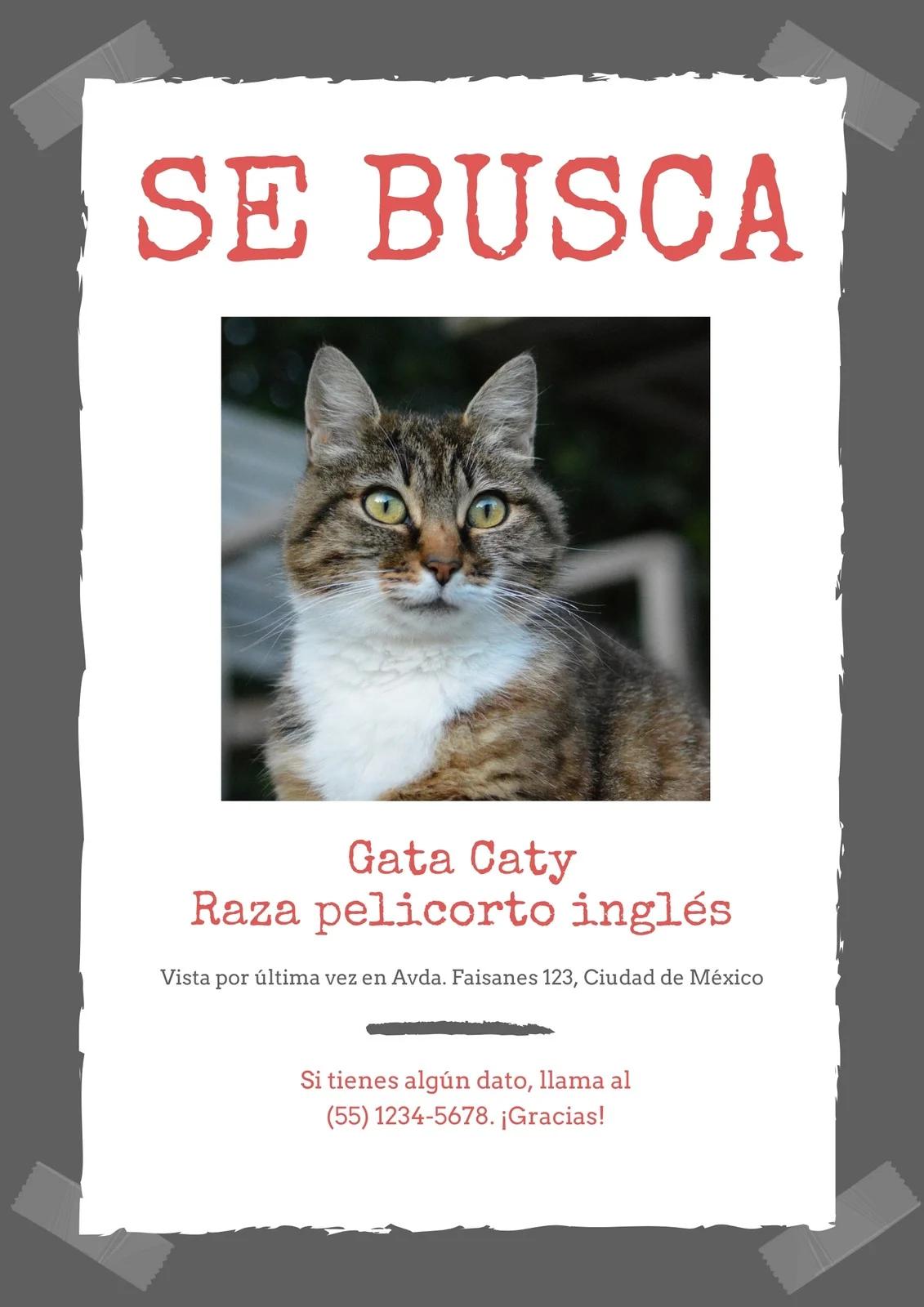 Anuncios de extravío de gatos: Guía completa para recuperar a tu felino - Cómo publicar que mi gato se perdió anuncios de extravio de gatos - Cómo publicar que mi gato se perdió