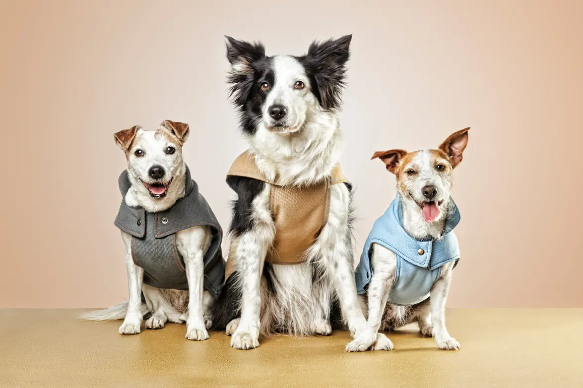 casting animales para publicidad - Cómo puedo registrar a mi perro