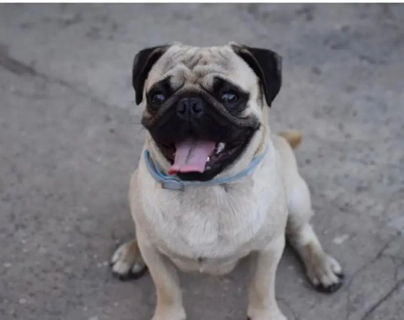 Anuncios Pug: La Guía Definitiva para Encontrar tu Compañero Ideal - Cómo salió el perro pug anuncios pug - Cómo salió el perro pug