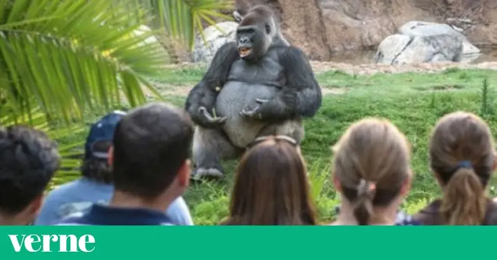Publicidad con Gorilas: Ética, Efectividad y Casos de Estudio - Cómo se llama el meme del gorila sentado publicidad gorila - Cómo se llama el meme del gorila sentado