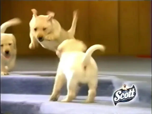 Publicidad Scott: El éxito de una campaña icónica - Cómo se llama la empresa de Scott publicidad scott - Cómo se llama la empresa de Scott