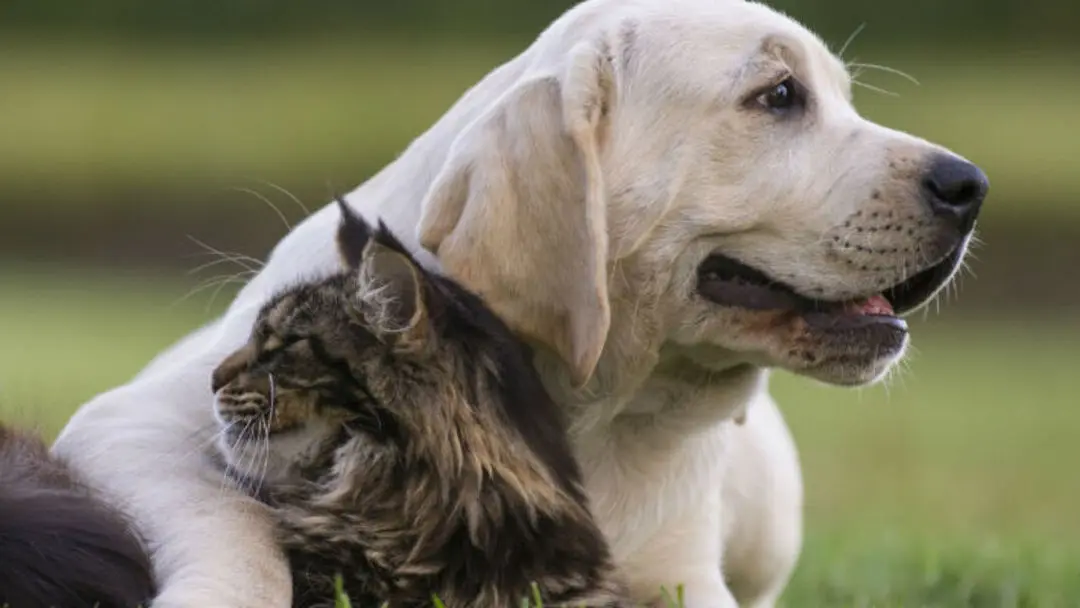 Casting de Gatos para Anuncios: Una Guía Completa - Cómo socializar perros y gatos casting de gatos para anuncios - Cómo socializar perros y gatos
