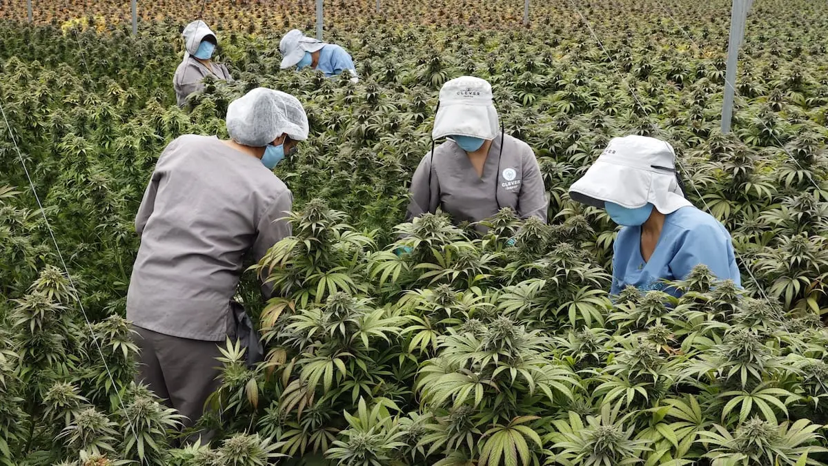Anuncios de Cannabis en Portugués: Un Análisis del Mercado y la Legalización en Latinoamérica - Cuántas empresas de cannabis hay en Colombia anu anuncios de cannabis en portugués - Cuántas empresas de cannabis hay en Colombia