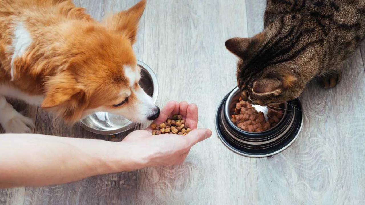 Cachorros, Mascotas y Animales en Argentina: Anuncios Gratis y Guía Completa - Cuánto cuesta tener un perro en Argentina cachorros mascotas animales argentina anuncios gratis - Cuánto cuesta tener un perro en Argentina