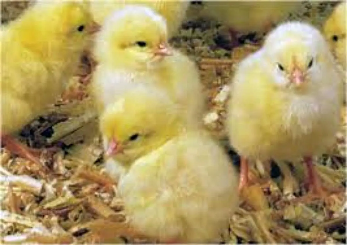 Anuncios del Pollo Parrillero: Guía Completa - Cuánto cuesta un pollito parrillero anuncios del pollo parrillero - Cuánto cuesta un pollito parrillero