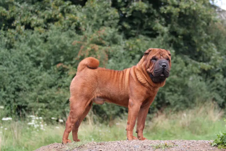 <b>Anuncios sobre Sharpei</b>: Guía completa de la raza - Cuánto frío soporta un sharpei anuncios sobre sharpei - Cuánto frío soporta un sharpei
