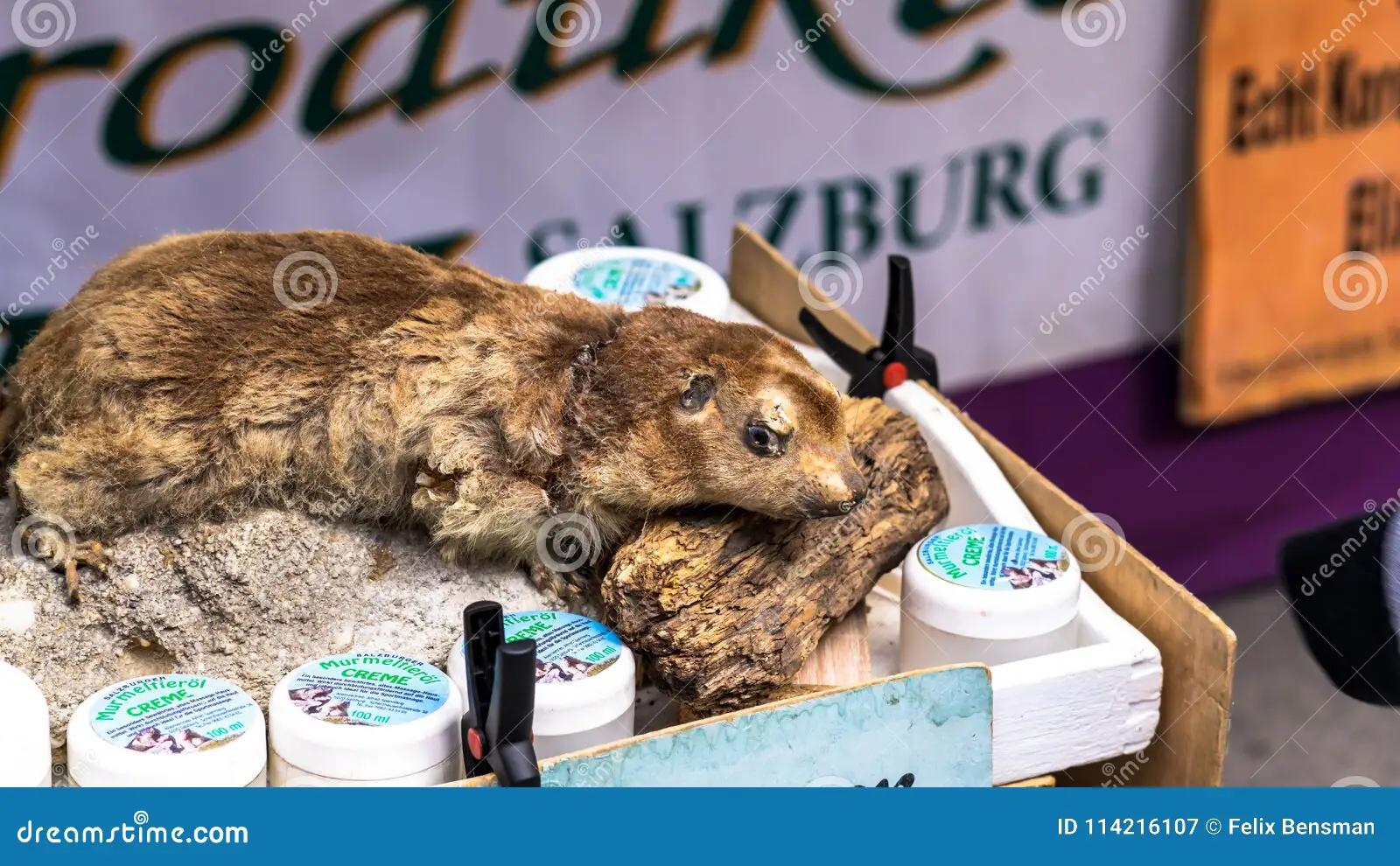 Cuánto Pagan por Cola de Castor: Una Guía Completa - Cuánto pagan por cola de castor publicidad castor - Cuánto pagan por cola de castor
