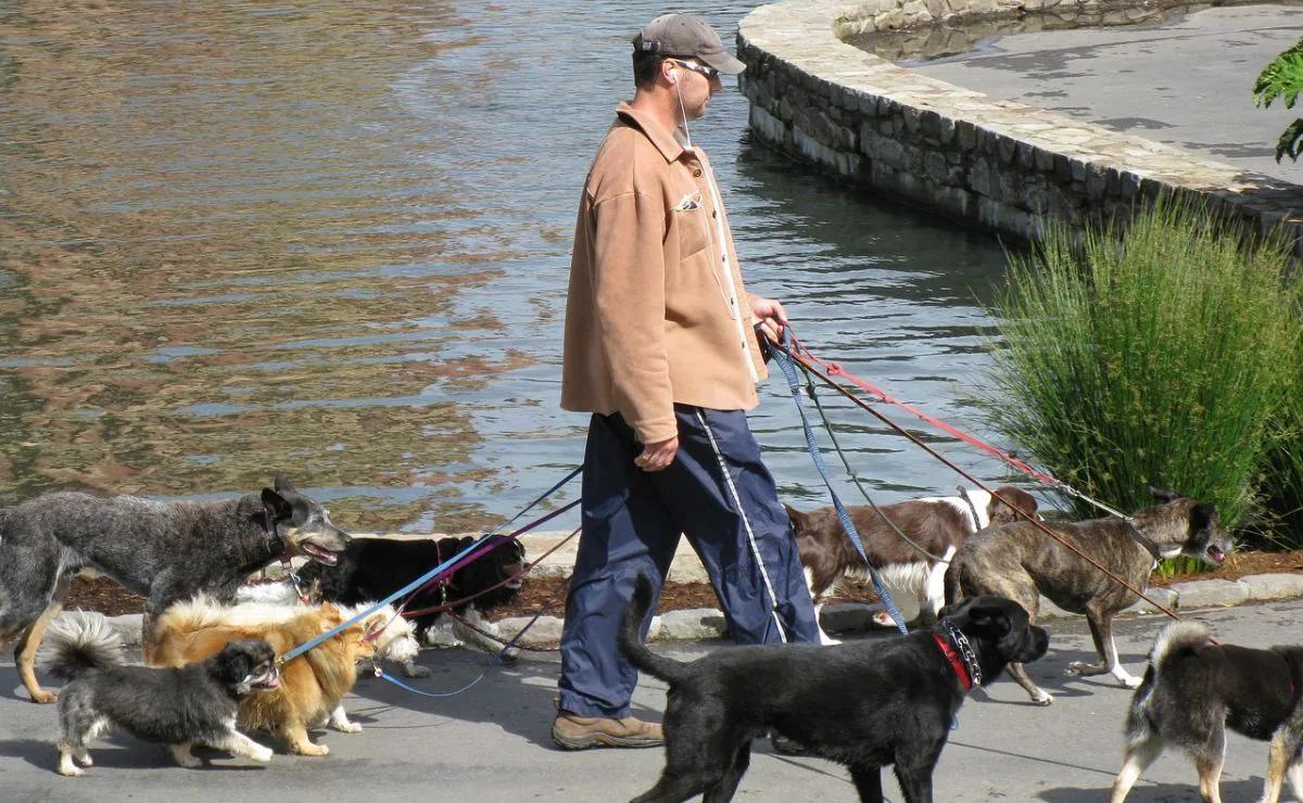 Guía Completa: Anuncios de Paseadores de Perros, Precios y Servicios en Argentina - Cuánto se cobra por sacar a pasear un perro anuncios de paseadores de perros - Cuánto se cobra por sacar a pasear un perro