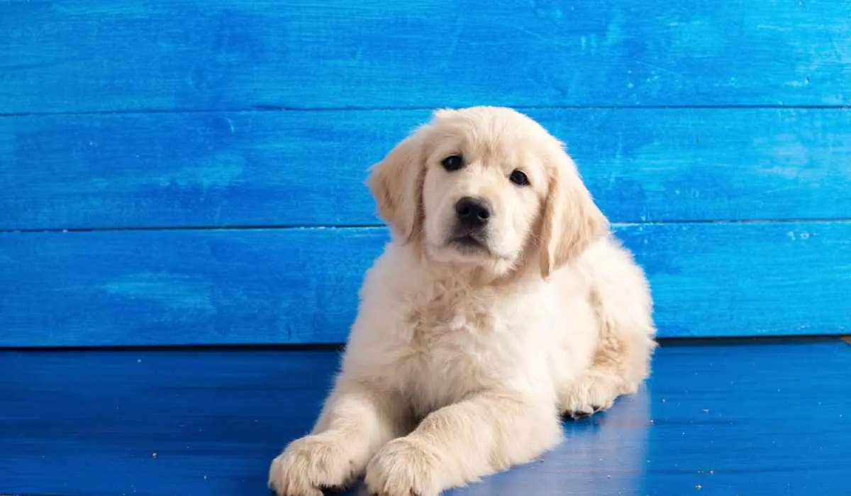 Anuncios de Golden Retriever: Guía completa para encontrar tu nuevo mejor amigo - Cuánto vale un cachorro de golden anuncios de golden retriever - Cuánto vale un cachorro de golden