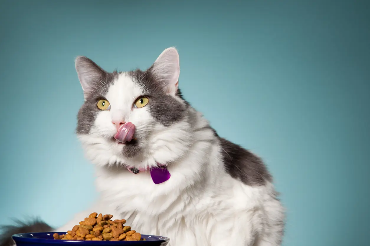 El Gato de Whiskas: Raza, Características y Publicidad - Cuántos gatos prefieren las Whiskas publicidad de whiskas - Cuántos gatos prefieren las Whiskas