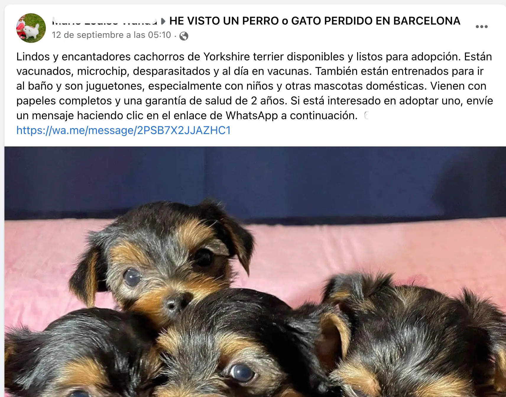 Anuncios cachorros se regalan: Guía completa para nuevos dueños - Cuántos meses se regalan los perritos anuncios cachorros se regalan - Cuántos meses se regalan los perritos