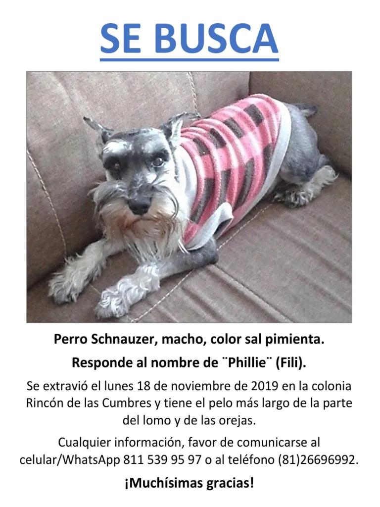 anuncios de perros desaparecidos - Dónde publicar perros Perdidos