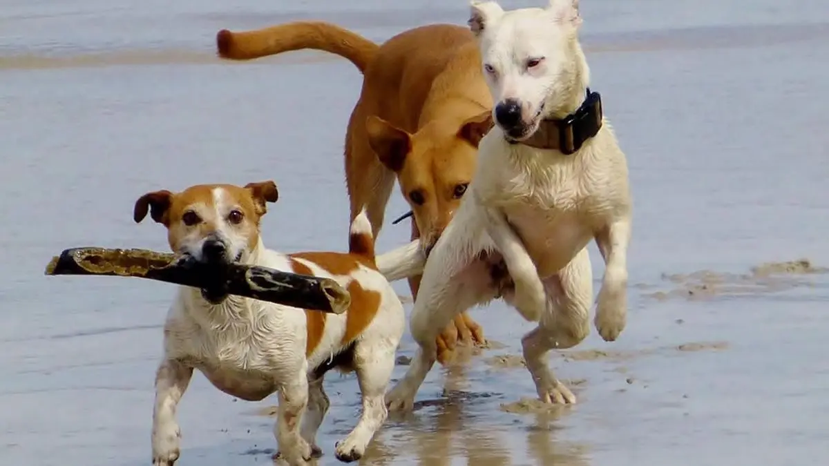 Anuncios de Adopción de Perros: Guía Completa - Dónde puedo llevar a mi perro ya no lo quiero anuncios de adopcion de perros - Dónde puedo llevar a mi perro ya no lo quiero