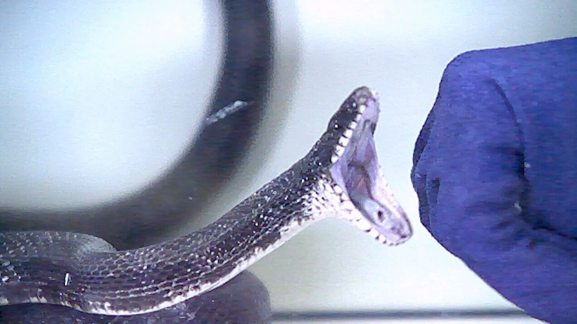 atake de los anuncios delas serpientes - Qué animal es inmune al veneno de una serpiente