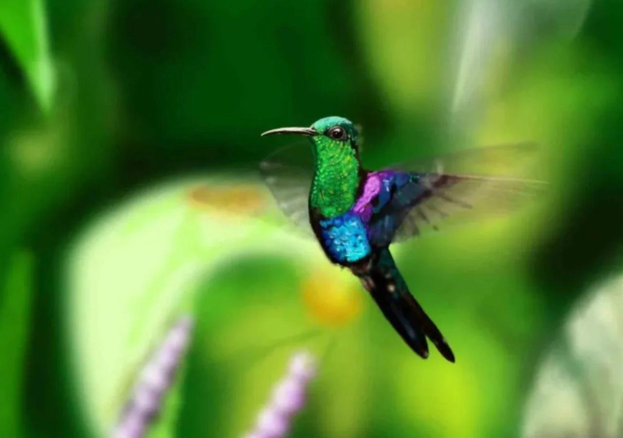 anuncios sobre el picaflor - Qué augura el colibrí