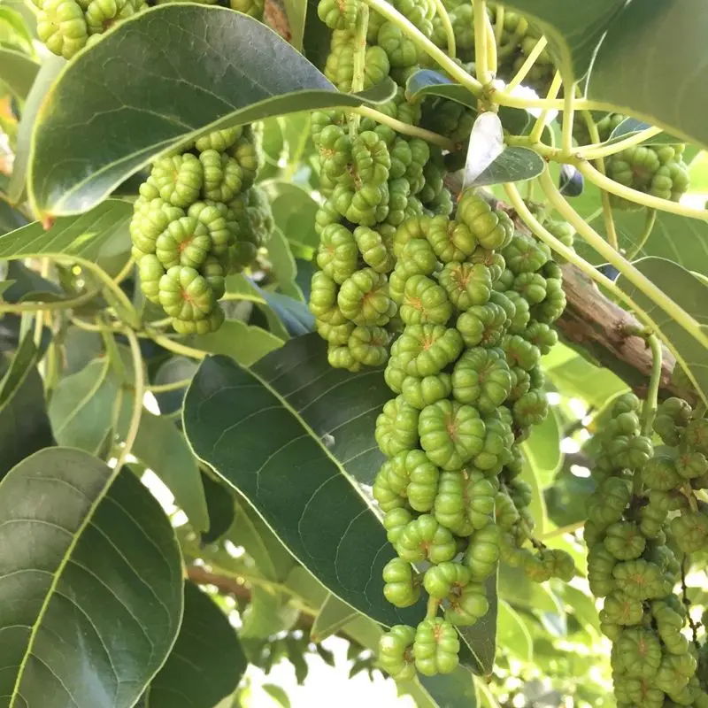 Publicidad Ombú: Historia, Crecimiento y Éxito en el Sector Agrícola - Qué beneficios tiene el ombu publicidad ombu - Qué beneficios tiene el ombu