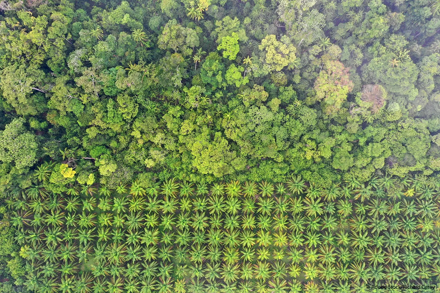 Anuncios publicitarios sobre la deforestación: impacto, causas y soluciones - Qué causa la deforestación anuncios publicitarios sobre la deforestacion - Qué causa la deforestación