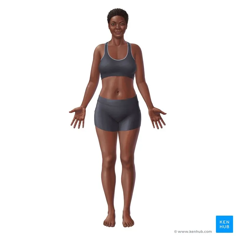 Anuncios de Ombligos: Una Guía Completa de Anatomía, Tipos y Significados - Qué conexión tiene el ombligo anuncios de ombligos - Qué conexión tiene el ombligo