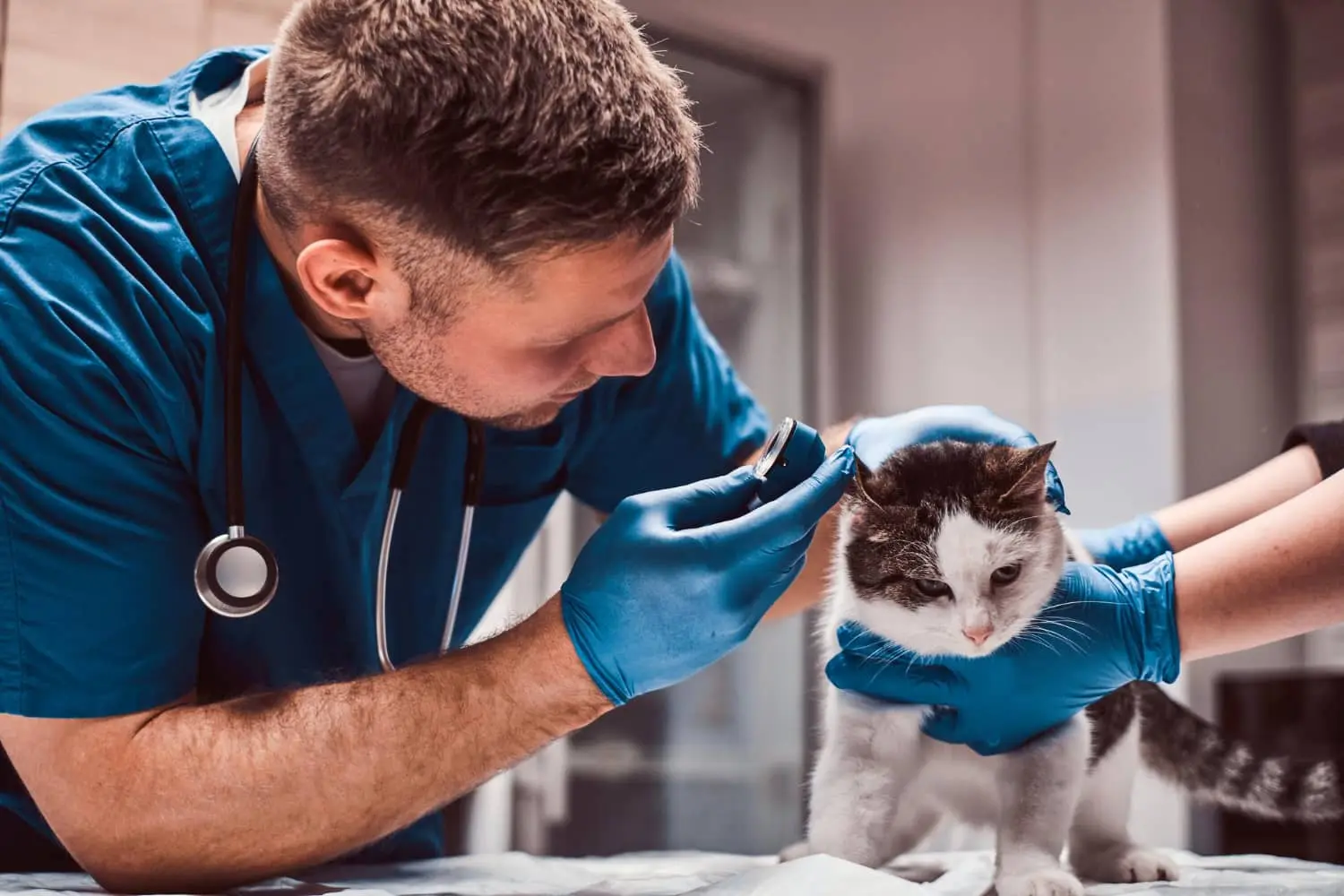 Anuncios Publicitarios de Veterinarias: La Guía Definitiva para Atraer Clientes - Qué es el marketing veterinario anuncios publicitarios de veterinarias - Qué es el marketing veterinario