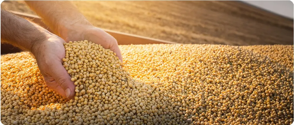 <b>Marketing de Granos:</b> Una Guía Completa para el Agricultor Moderno - Qué es el mercado de granos grain marketing - Qué es el mercado de granos