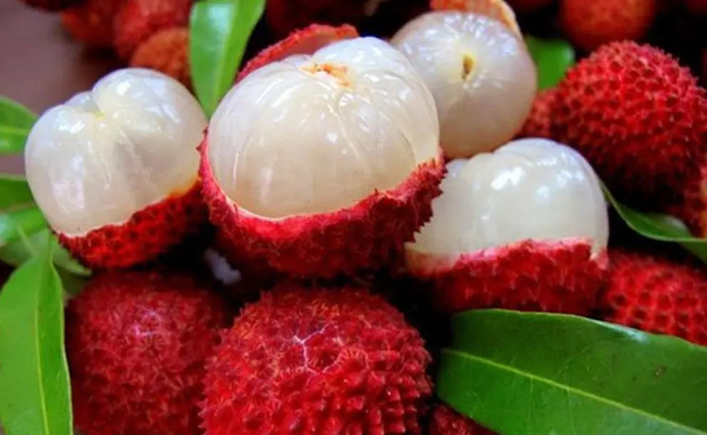 <b>Litchis y Atentados: Desmintiendo los Mitos y Explorando los Beneficios</b> - Qué es lichi en Argentina anuncios de liftchis por atentados - Qué es lichi en Argentina