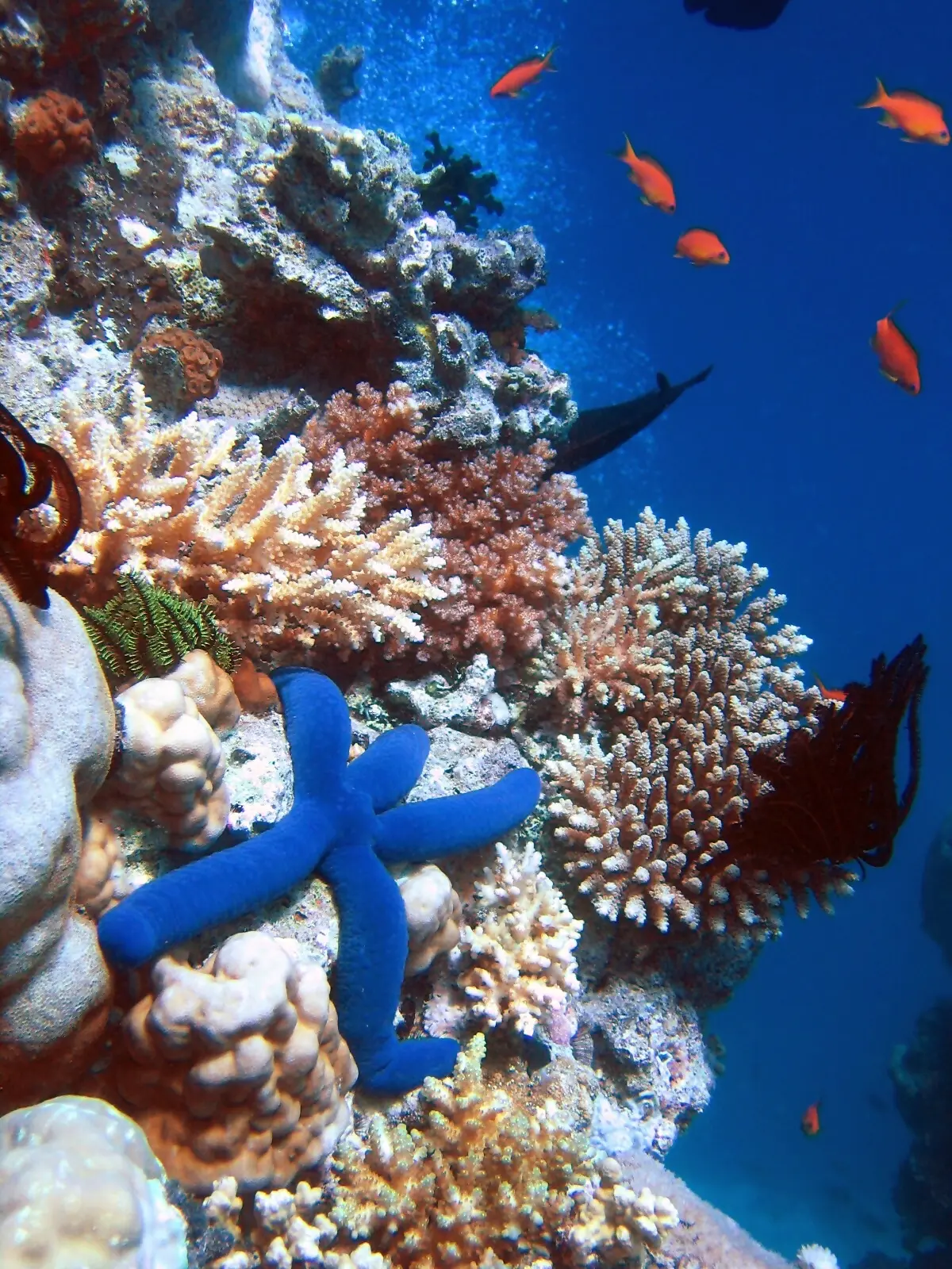 Anuncios Recife: Guía Completa para Publicitar en la Capital Pernambucana - Qué es Recife en el mar anuncios recife - Qué es Recife en el mar