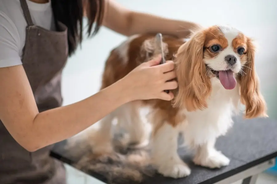 Grooming: Guía Completa de sus Diferentes Aspectos - Qué es un grooming profesional grooming marketing - Qué es un grooming profesional