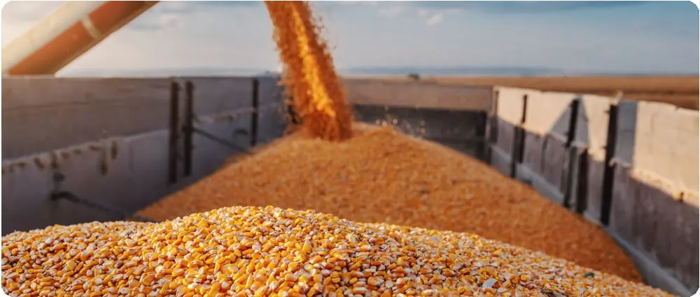 <b>Marketing de Granos:</b> Una Guía Completa para el Agricultor Moderno - Qué es una base en la comercialización de granos grain marketing - Qué es una base en la comercialización de granos
