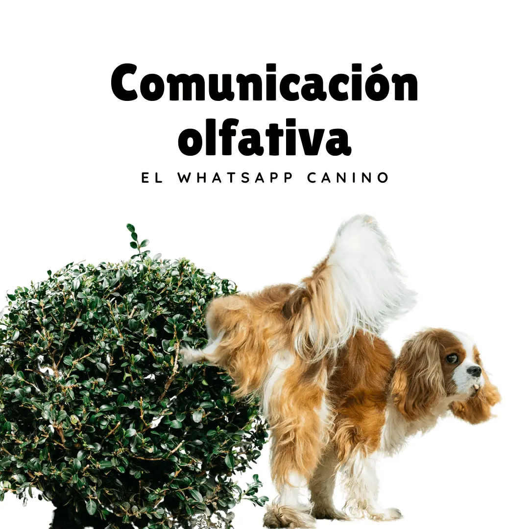 Marketing Olfativo: Guía Completa para el Éxito - Qué es una comunicación olfativa publicidad olfativa - Qué es una comunicación olfativa