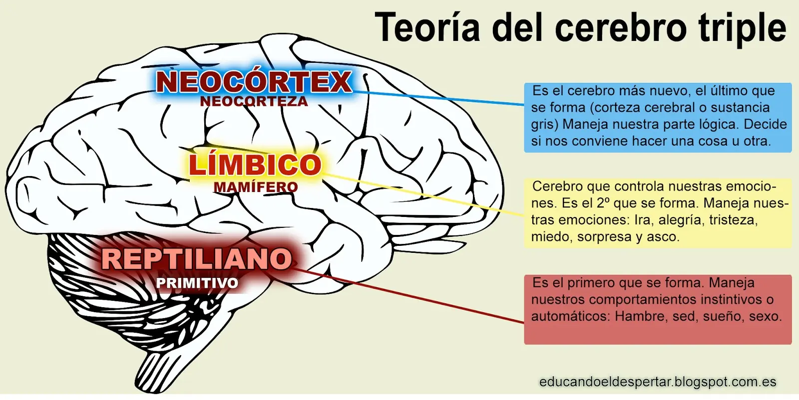Cerebro Límbico en Marketing: Conectando con las Emociones del Consumidor - Qué función tiene el cerebro límbico cerebro limbico marketing - Qué función tiene el cerebro límbico