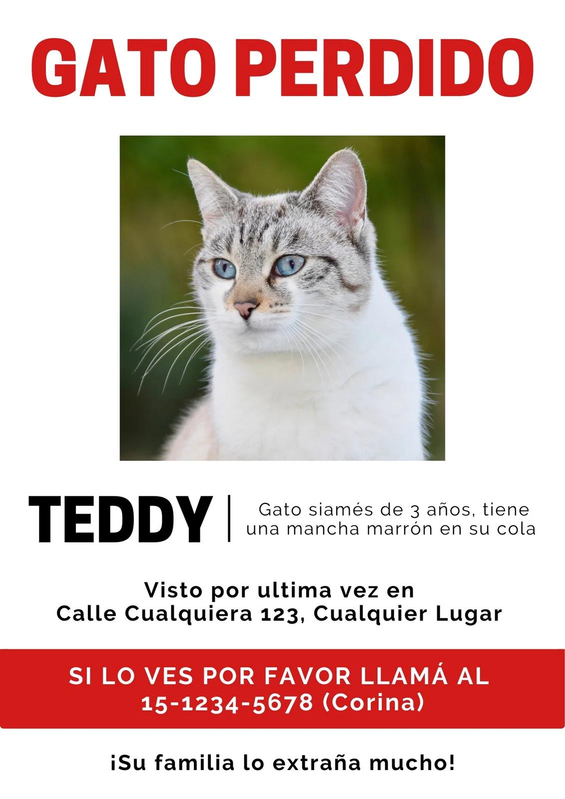 Anuncios de extravío de gatos: Guía completa para recuperar a tu felino - Qué hace un gato cuando se pierde anuncios de extravio de gatos - Qué hace un gato cuando se pierde