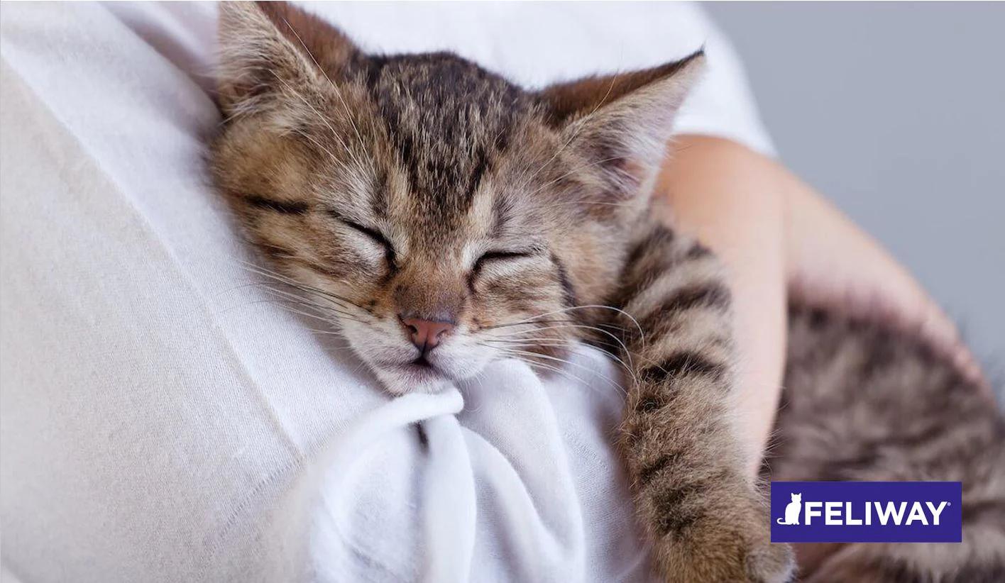 Anuncios de Gatos en Adopción: Guía Completa para Adoptar un Felino - Qué hacer con un gato adoptado anuncios de gatos en adopcion - Qué hacer con un gato adoptado