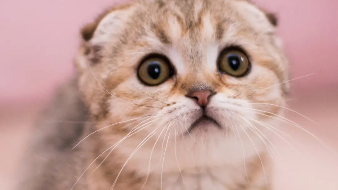 anuncios para regalar gatitos - Qué hacer cuando me regalan un gato