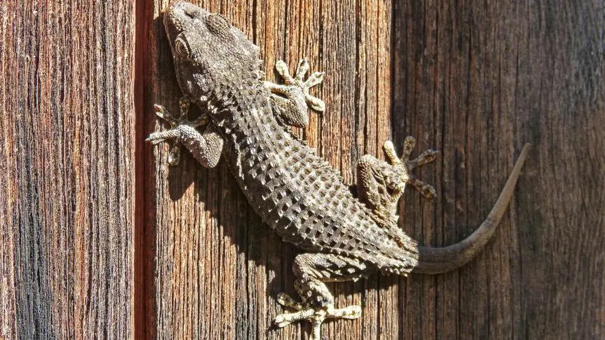 Guía Completa de Anuncios Salamandra: Instalación, Uso y Mantenimiento - Qué hacer si encuentro una salamandra en mi casa anuncios salamandraa - Qué hacer si encuentro una salamandra en mi casa