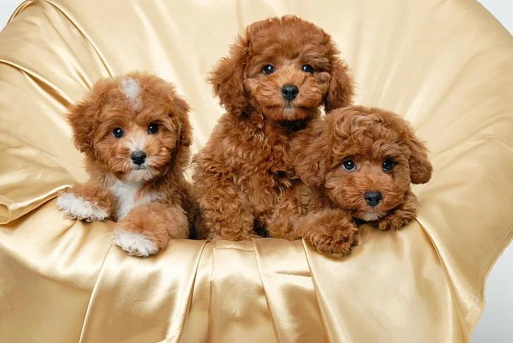 Anuncios cachorros se regalan: Guía completa para nuevos dueños - Qué hacer si te regalan un cachorro anuncios cachorros se regalan - Qué hacer si te regalan un cachorro