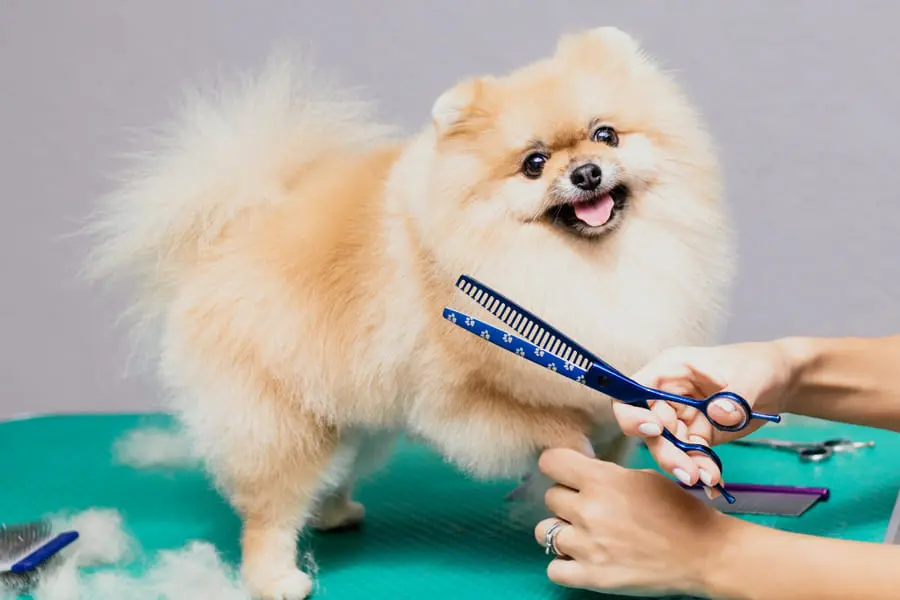 Guía SEO: Anuncios de Peluquería Canina: Atrae Clientes y Maximiza Beneficios - Qué ofrece una peluquería canina anuncios de peluqueria canina - Qué ofrece una peluquería canina