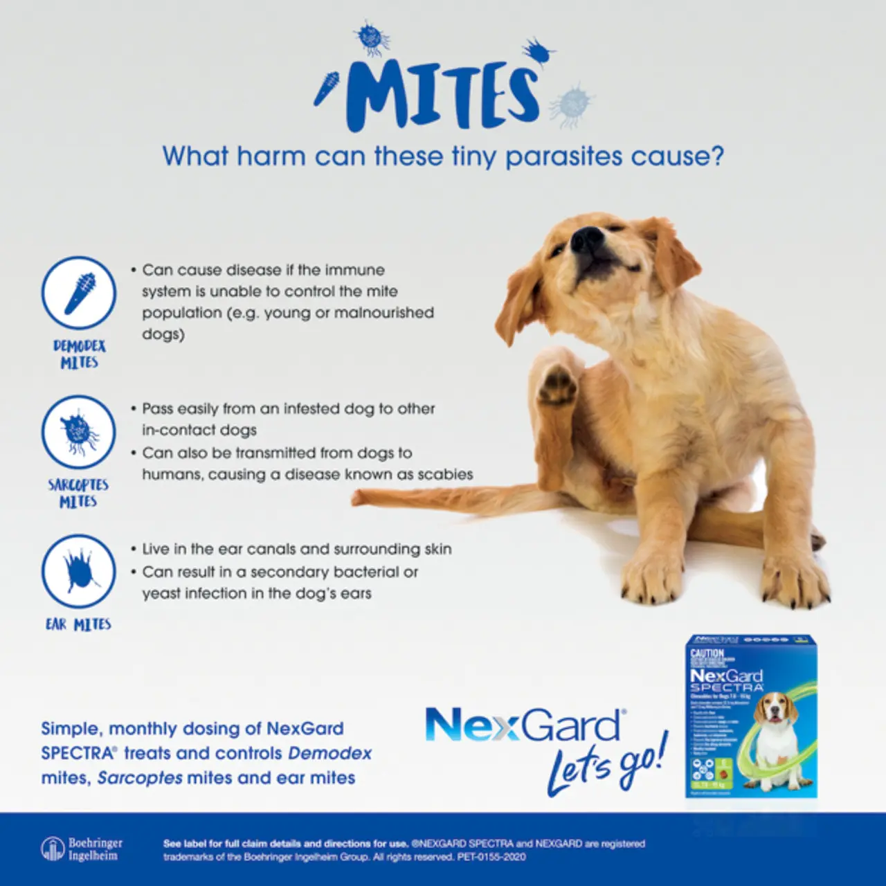 <b>NexGard Publicidad</b>: Guía Definitiva para la Protección Canina - Qué pasa con las garrapatas después de tomar NexGard nexgard publicidad - Qué pasa con las garrapatas después de tomar NexGard