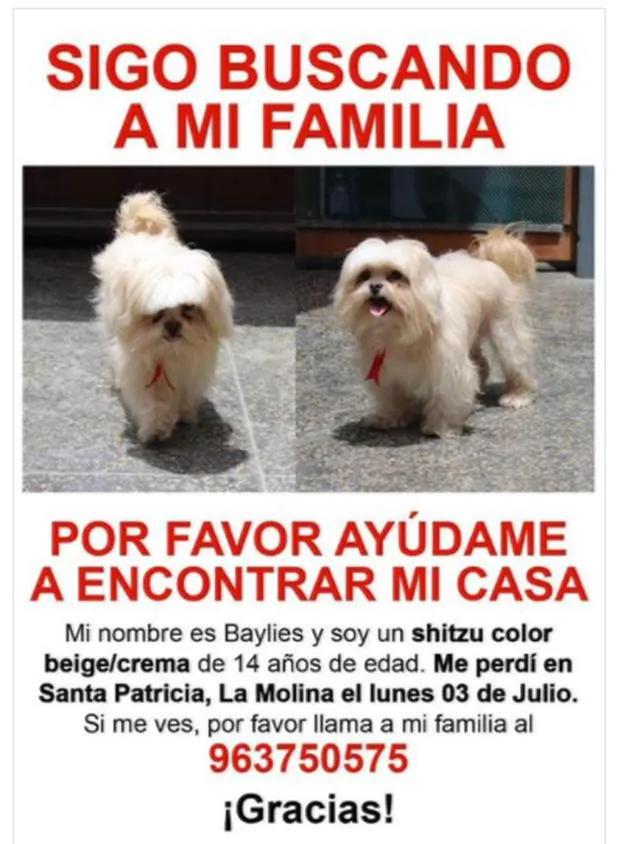 anuncios de perros desaparecidos - Qué poner en un anuncio de perro perdido